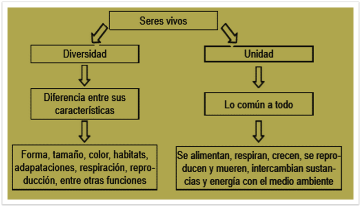 Los seres vivos: diversidad y unidad en la naturaleza [Los seres vivos
