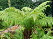 plantas sin flores 4