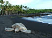 playa negra y tortuga-jpg